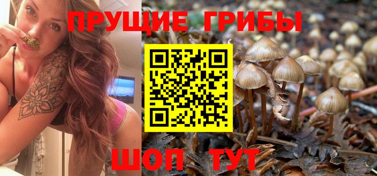 Галлюциногенные грибы прущие грибы  Вход с VPN  как найти   Зерноград 